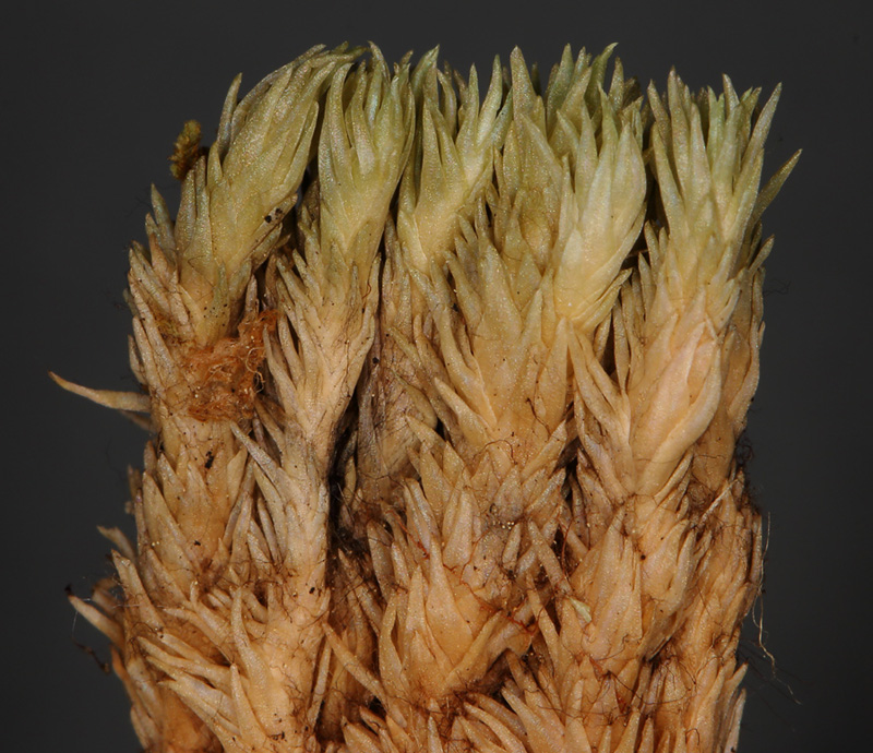 Leucobryum glaucum